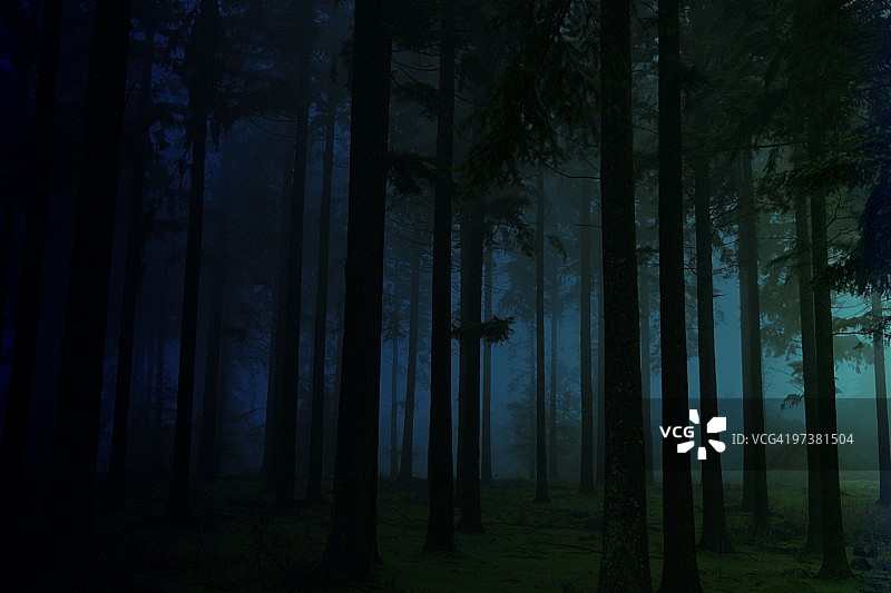 在森林里图片素材