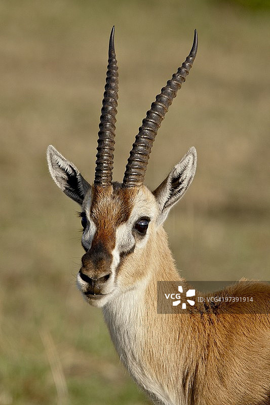雄性汤氏瞪羚肯尼亚马赛马拉保护区图片素材