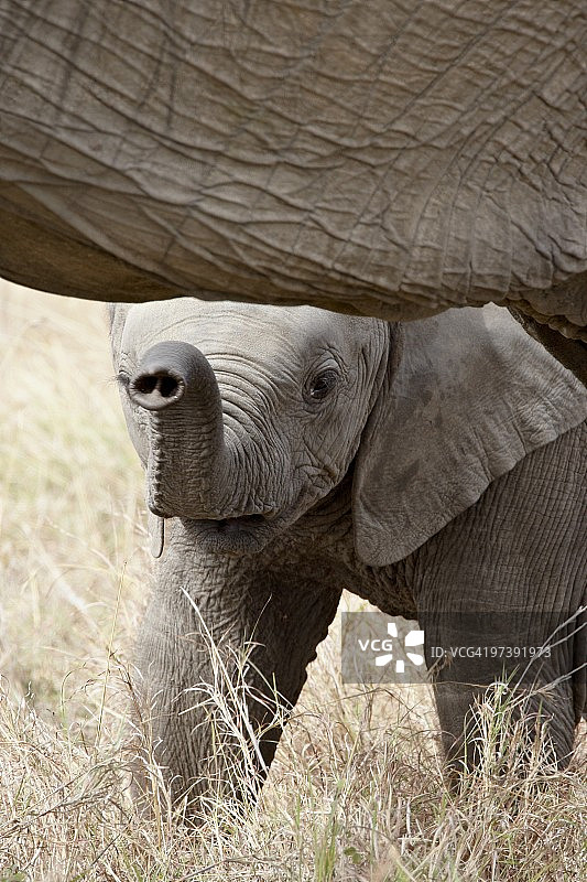 非洲象宝宝 (Loxodonta africana)，马赛马拉国家保护区，肯尼亚，东非，非洲图片素材