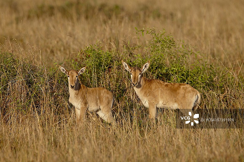 两只年轻的柯氏狷羚，位于肯尼亚马赛马拉国家保护区，东非，非洲图片素材