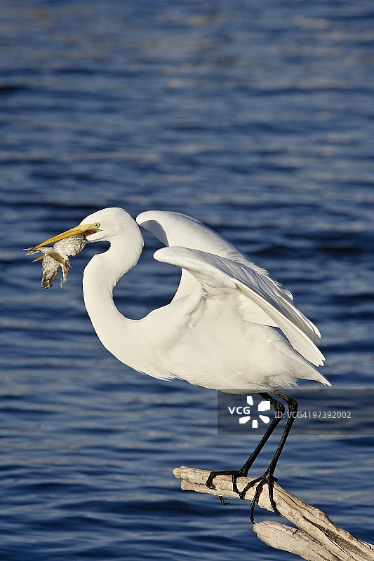 大白鹭捕鱼，索尼·波诺·索尔顿海国家野生动物保护区，加利福尼亚州，美国，北美洲图片素材