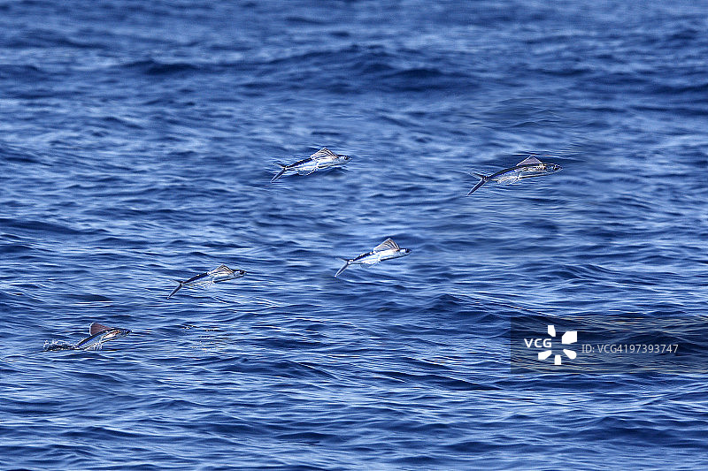 热带双翼飞鱼图片素材