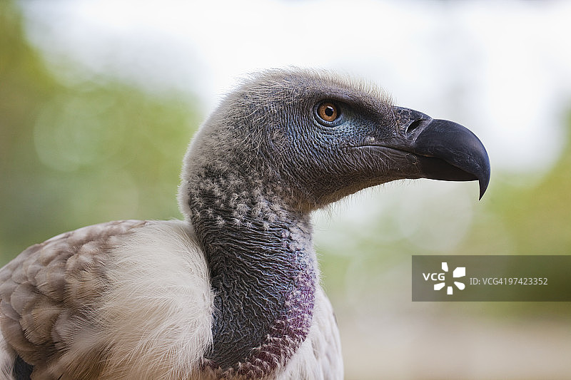 南非兀鹫 (Gyps coprotheres)图片素材