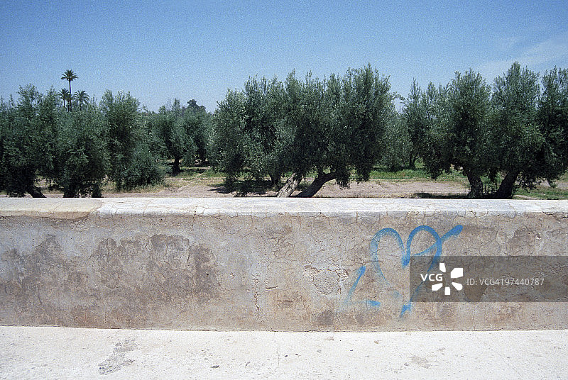 带有橄榄树的蓝色爱心图片素材