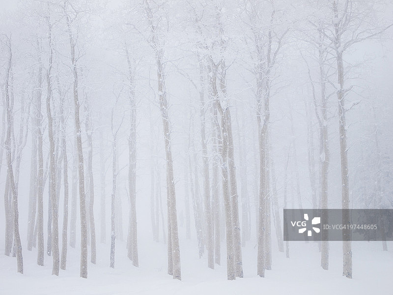 暴风雪中的白杨树林图片素材