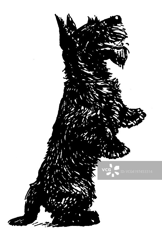 站立的黑白苏格兰梗犬图片素材