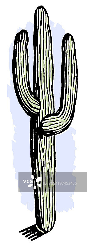 复古仙人掌图片素材