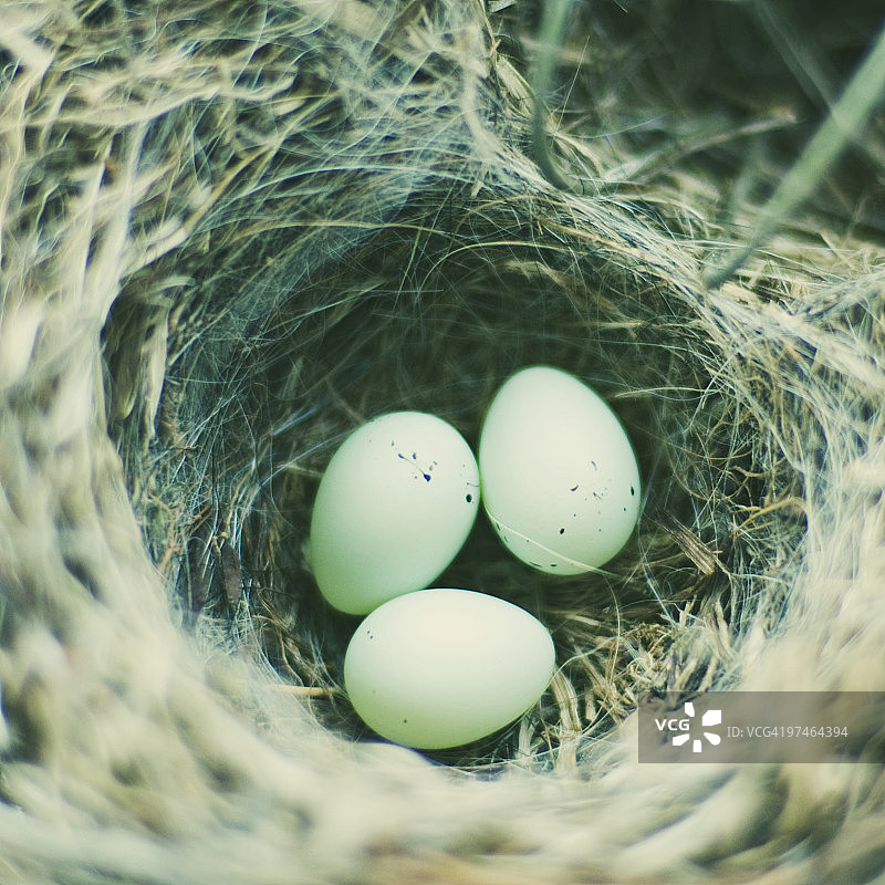 鸟巢里的三颗鸡蛋图片素材