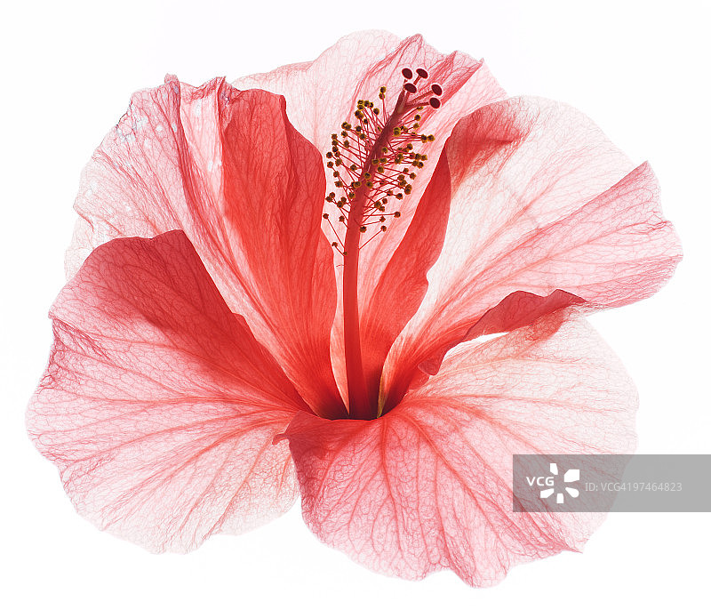红色的芙蓉图片素材