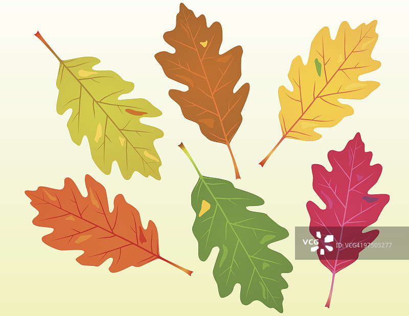 掉落的橡树叶图片素材