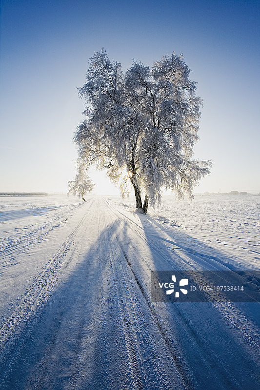 冬季景观中的桦树和小路图片素材