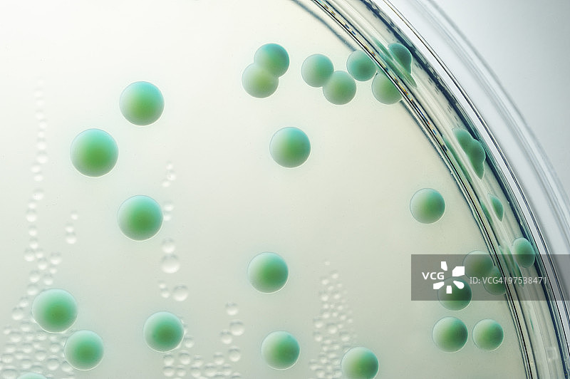 培养皿中的白色念珠菌菌落图片素材