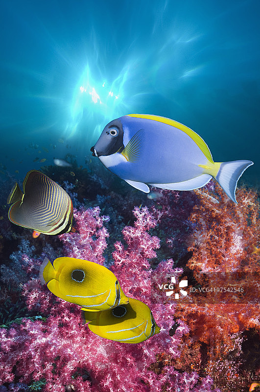 珊瑚礁鱼类图片素材