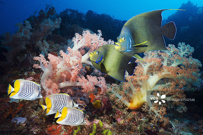 珊瑚礁鱼类图片素材