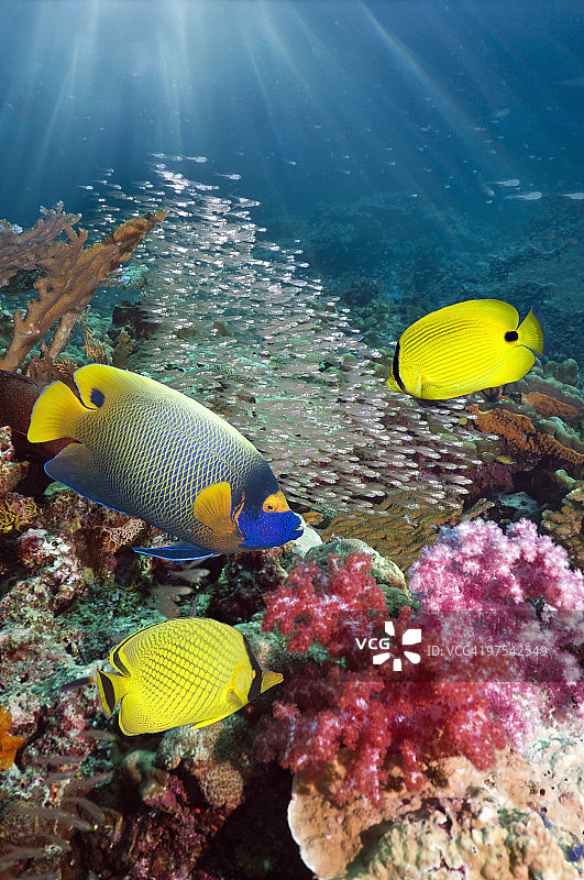 珊瑚礁鱼类图片素材
