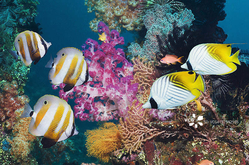 珊瑚礁鱼类图片素材