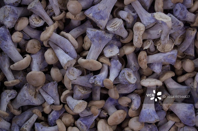 蓝脚蘑菇图片素材