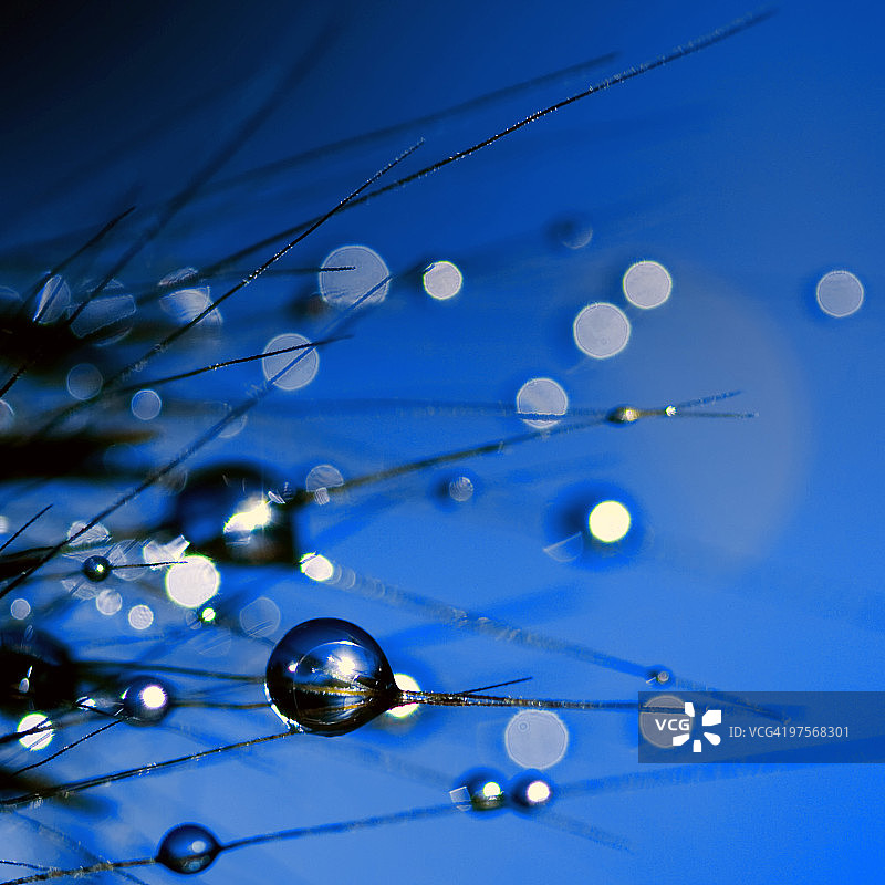 狼尾草上的露珠图片素材