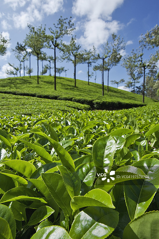 茶园茶叶特写图片素材