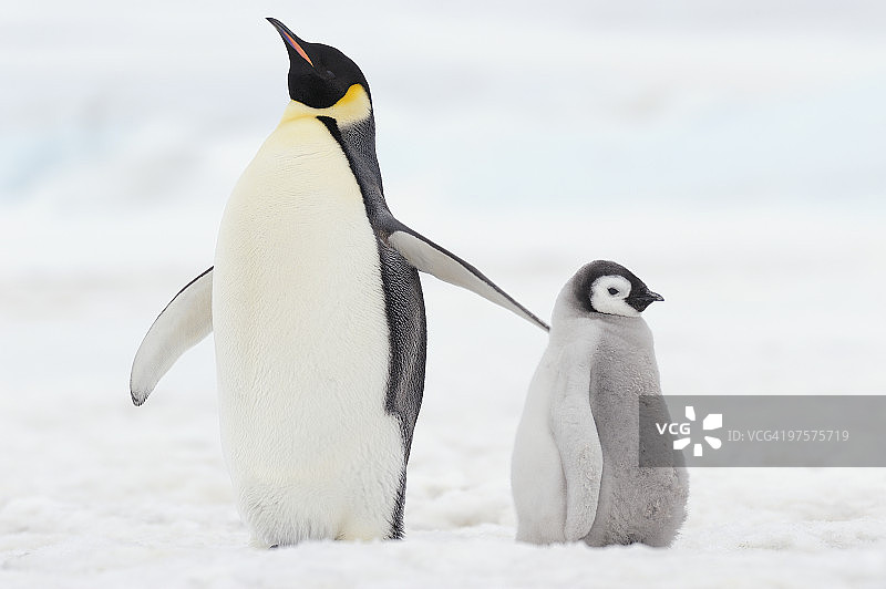 帝企鹅幼鸟与成年企鹅图片素材