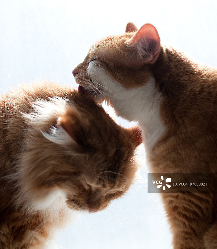 两只橙色的猫图片素材
