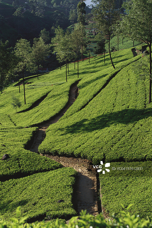 斯里兰卡山坡上的茶园图片素材