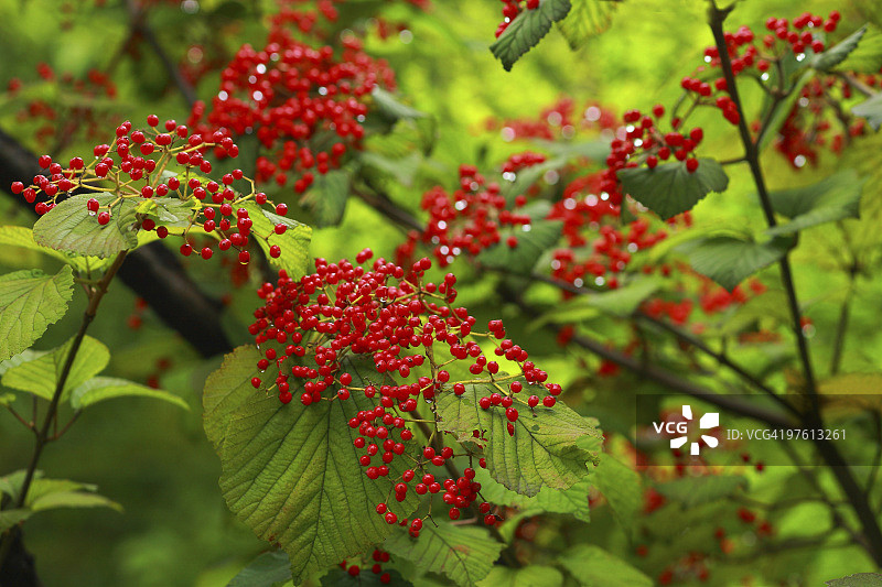 椴树荚蒾浆果图片素材