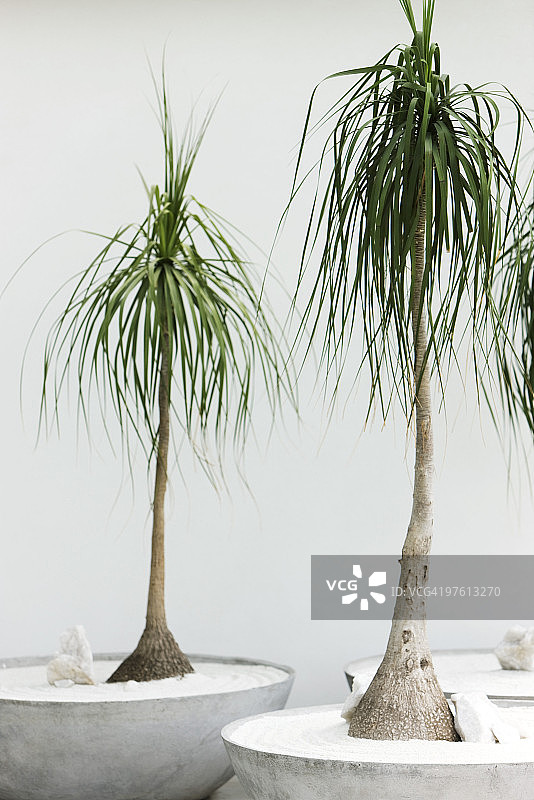 盆栽丝兰图片素材