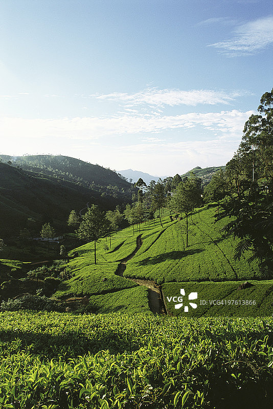斯里兰卡山坡上的茶园图片素材
