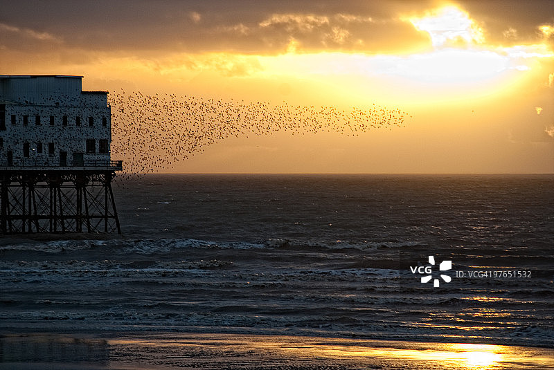 布莱克浦北码头上的八哥图片素材