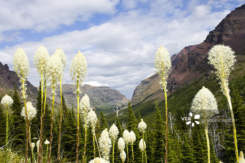 山中的熊草图片素材