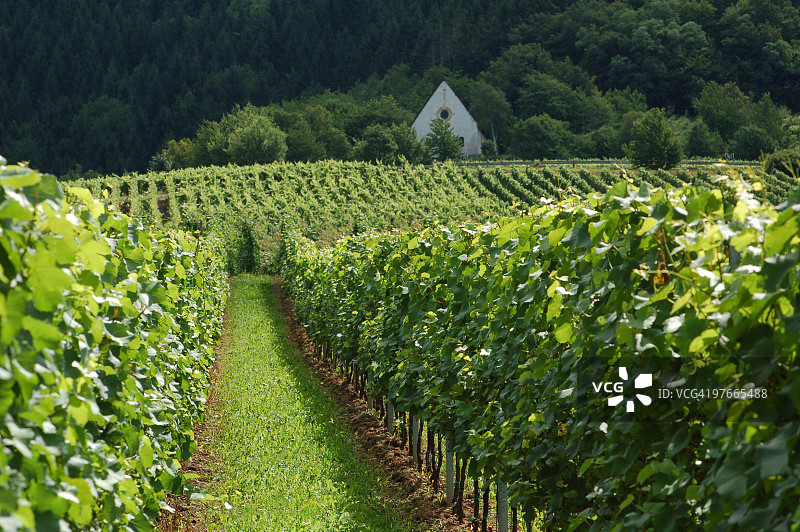 摩泽尔河谷的葡萄园与教堂图片素材