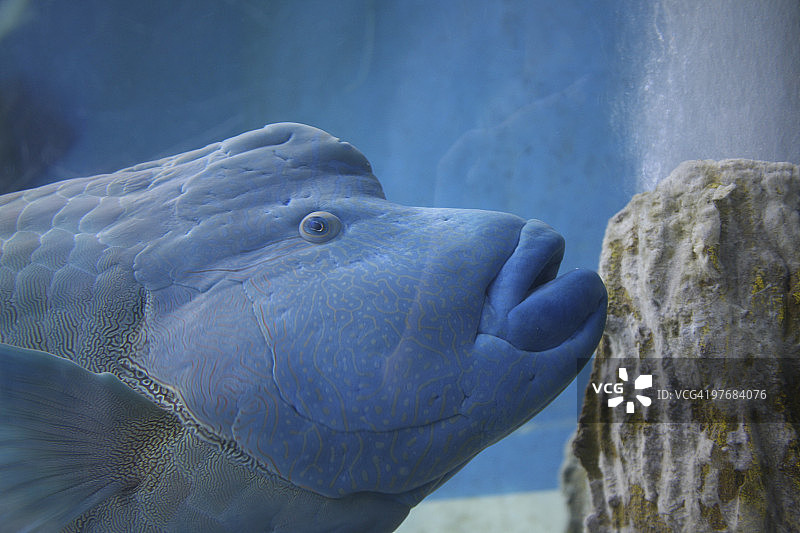 拿破仑隆头鱼图片素材