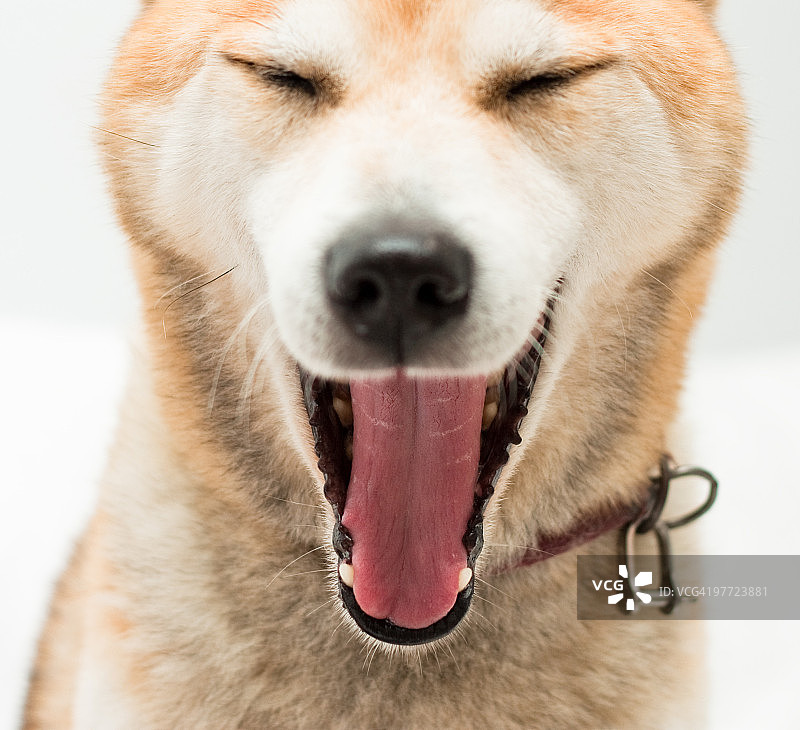 微笑图片素材