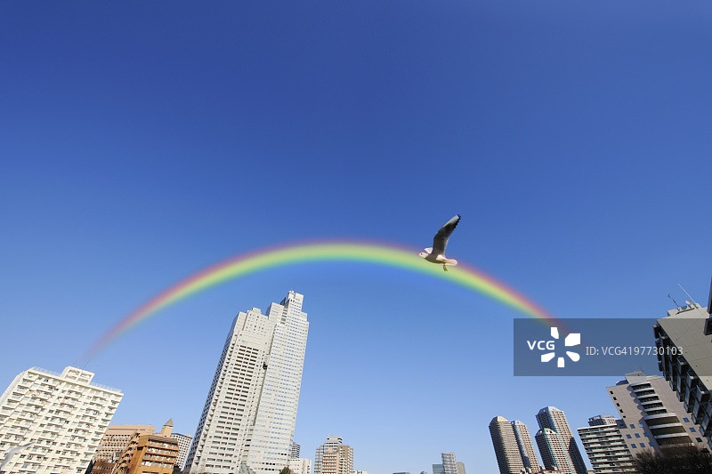 海鸥飞过彩虹下的晴空塔，东京江东区越中岛公园图片素材