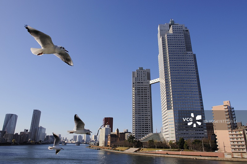 海鸥飞过胜哄桥附近的隅田川，日本东京图片素材