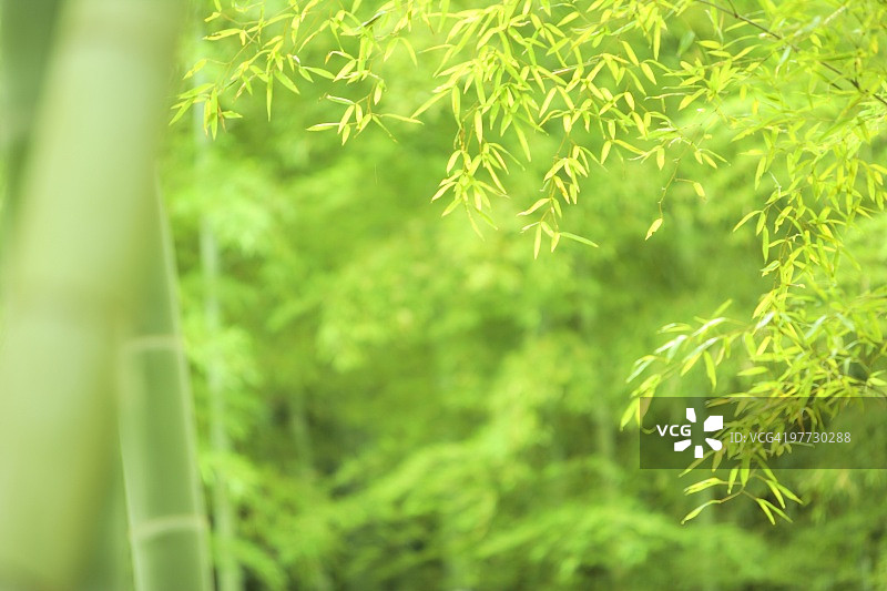 竹草特写图像图片素材