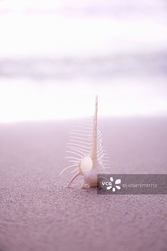 海螺。日本，滋贺县大津图片素材
