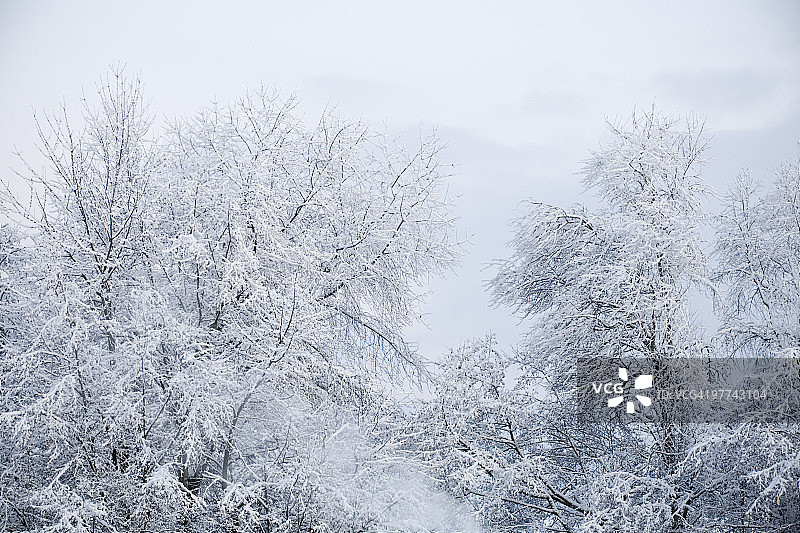 雪覆盖的树木图片素材