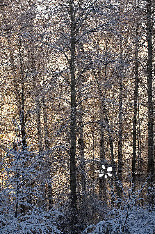 雪覆盖的树木后日出图片素材