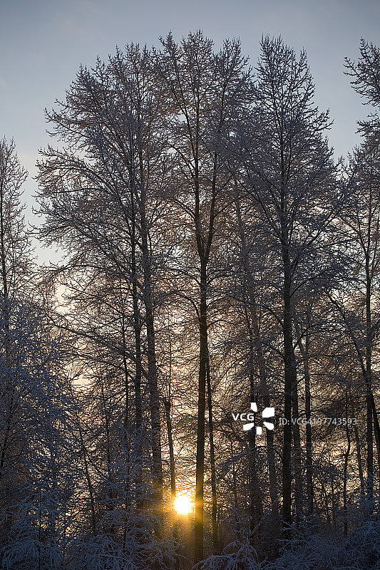 雪树后的日出图片素材
