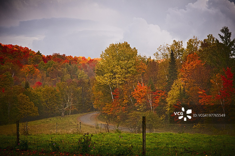 秋天树叶图片素材