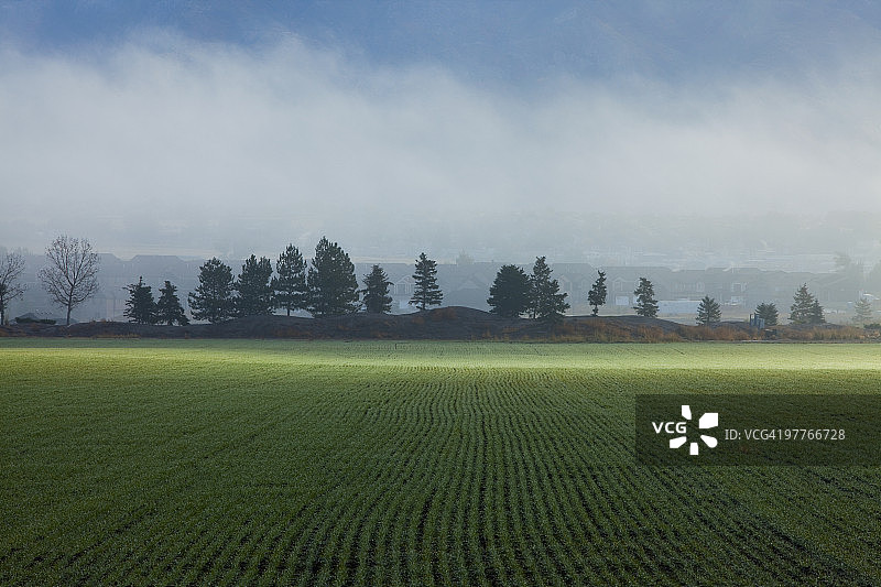 麦田图片素材