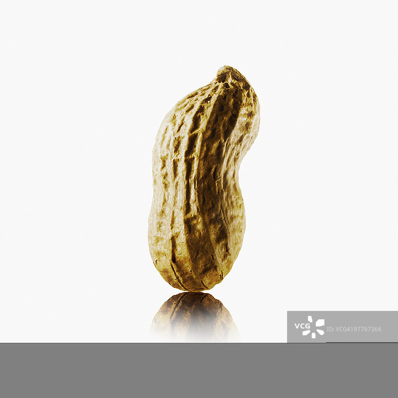 花生图片素材