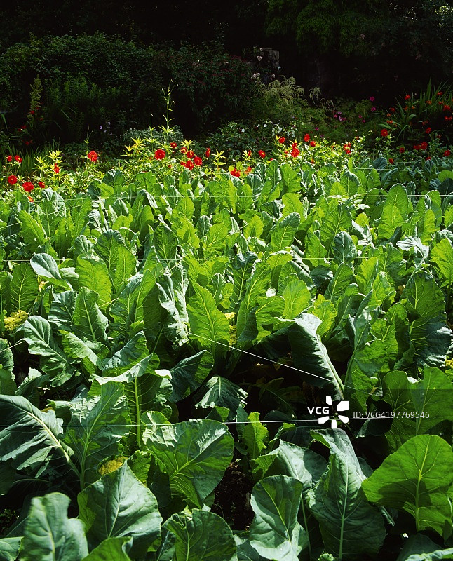 厨房花园中的甘蓝和菊花图片素材