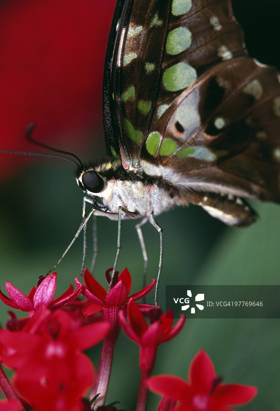 带尾巴的燕尾蝶图片素材