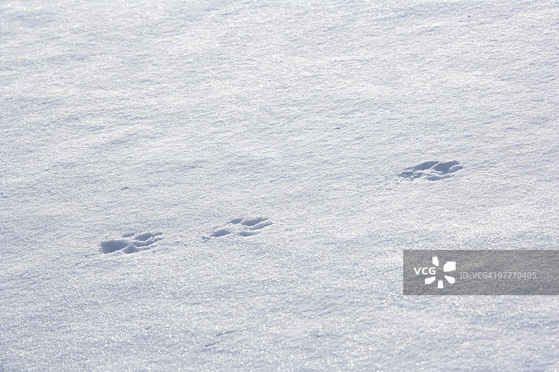 雪地中的狼爪印图片素材