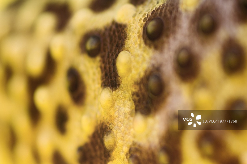 豹纹壁虎皮肤纹理特写图片素材