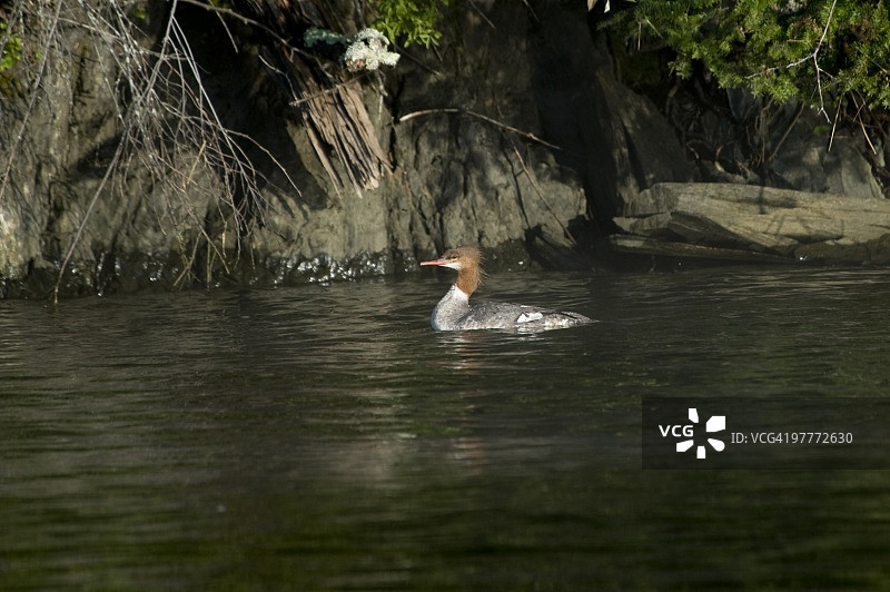水面上的鸭子图片素材
