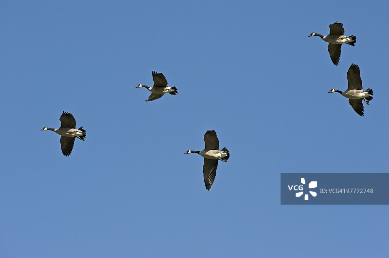 一群飞翔的鹅图片素材